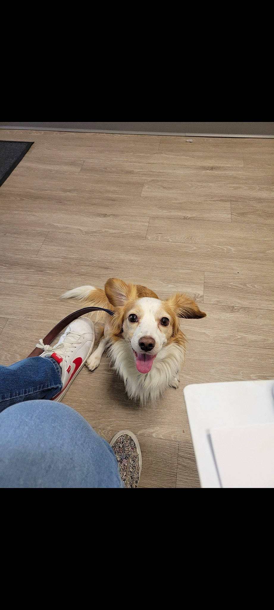 Pancho is registered to the contest to win money with this photo: canidae, carnivore, chair, companion_dog, dog, dog_breed, dog_supply, eyewear, fashion_accessory, fawn, floor, flooring, fur, happy, hardwood, paw, toy, toy_dog, wood