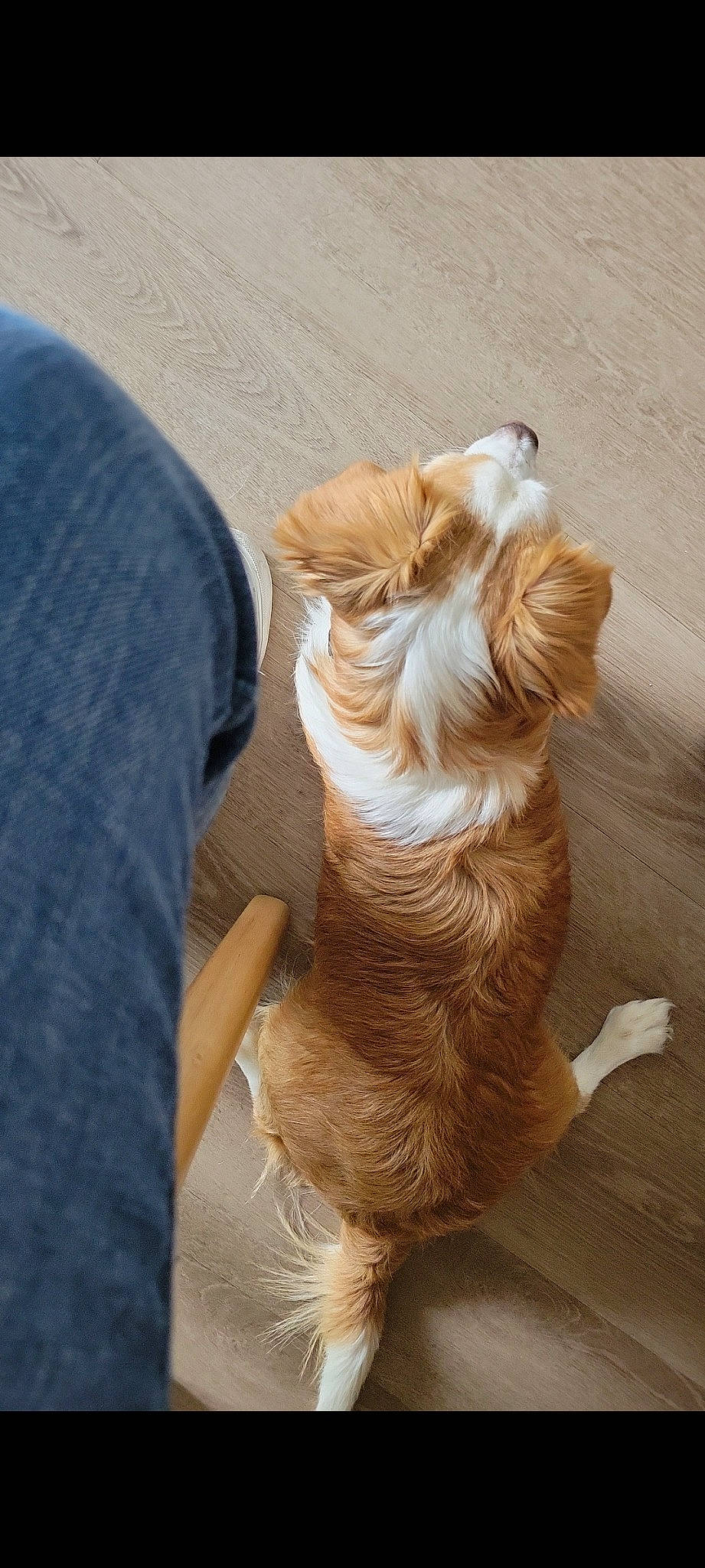 Pancho is registered to the contest to win money with this photo: canidae, carnivore, companion_dog, dog, dog_breed, dog_collar, dog_supply, fawn, felidae, flooring, hardwood, human_leg, liver, paw, snout, sporting_group, tail, whiskers, wood, working_animal