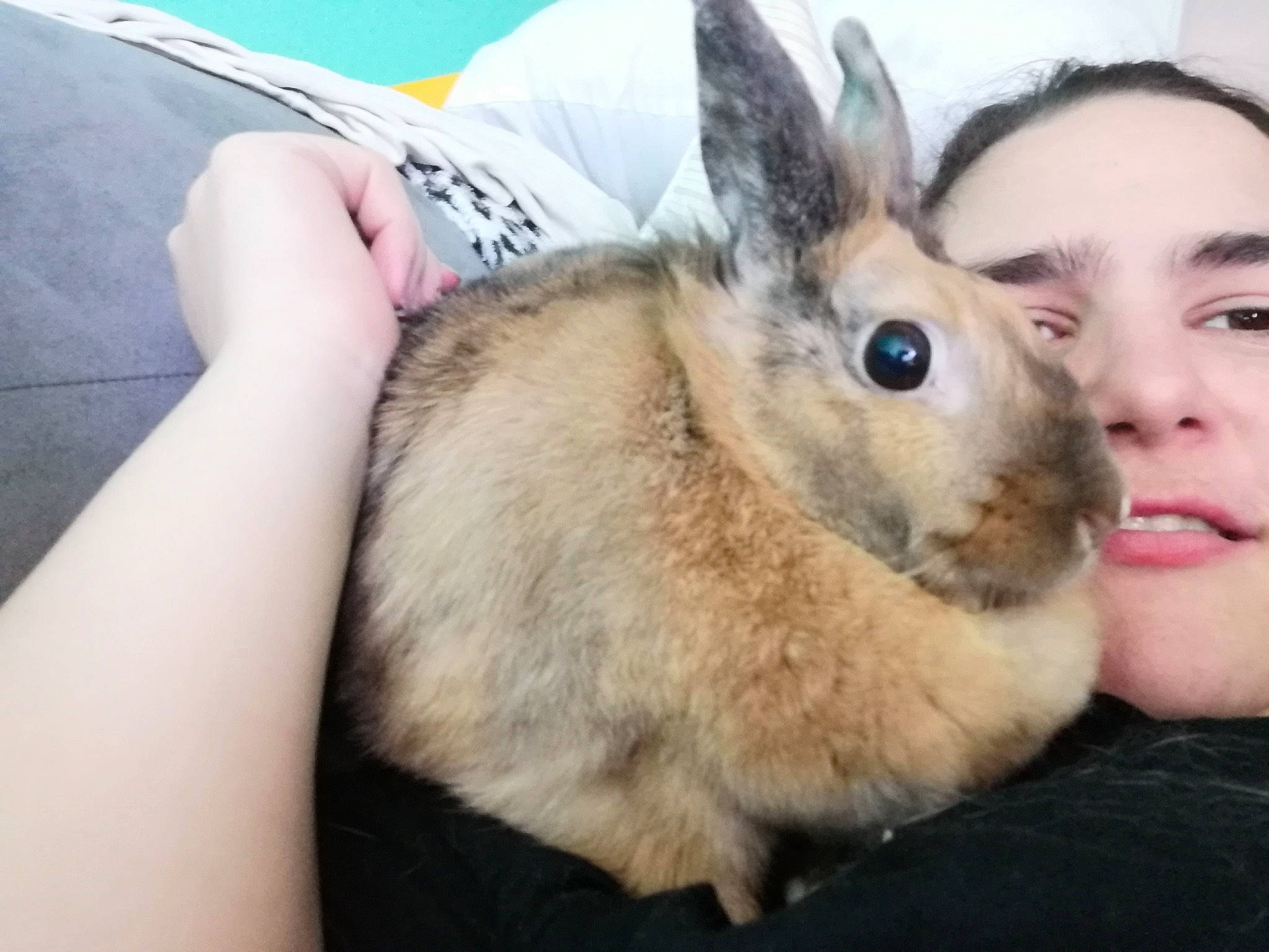 Caramelle participe au concours pour gagner de l'argent avec cette photo : domestic_rabbit, ear, eye, face, fur, hare, head, iris, leg, mouth, nose, organ, organism, photography, rabbit, rabbits_and_hares, selfie, skin, snout, wood_rabbit
