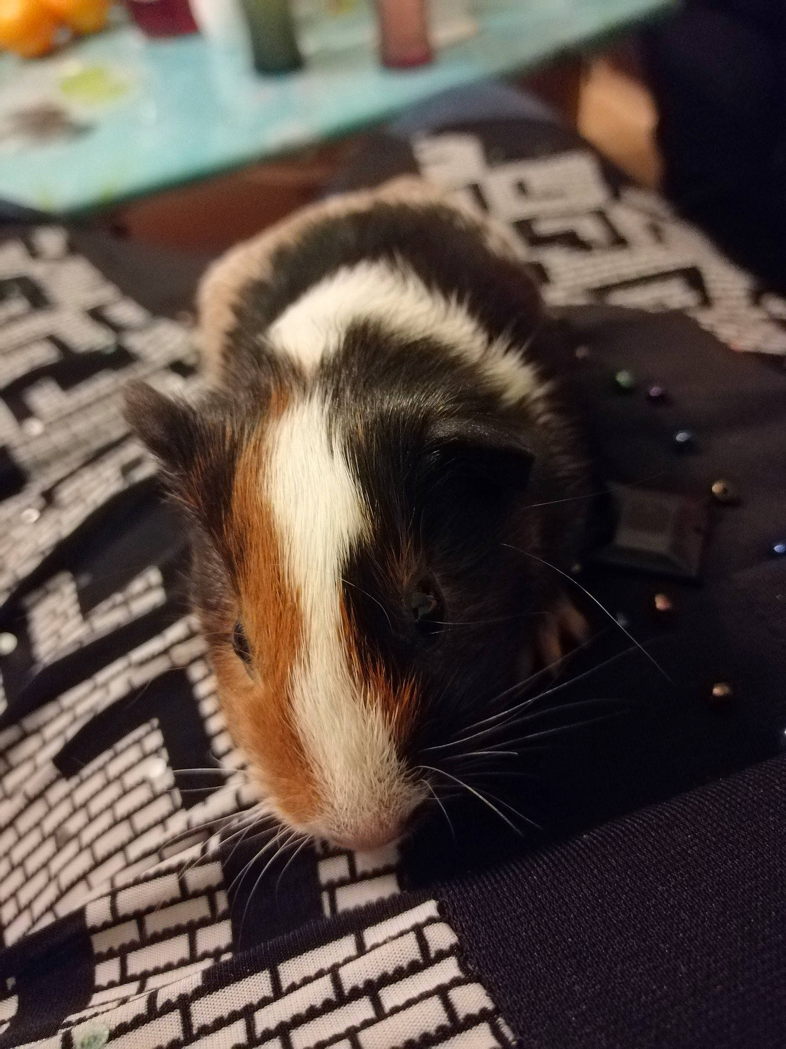 Câline a rejoint le concours — aidez-le/la à gagner de superbes lots ! fur, guinea_pig, rodent, whiskers