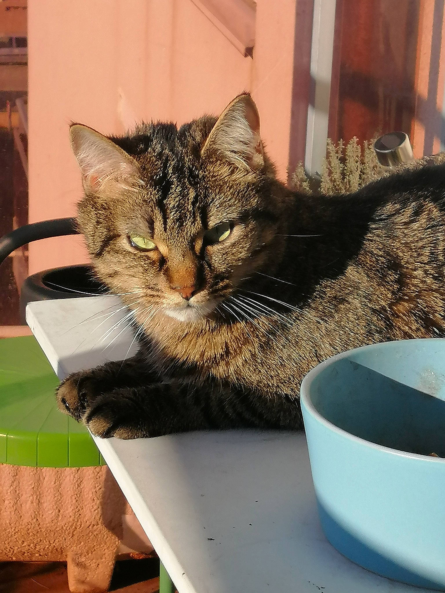 Cacahouète a rejoint le concours — aidez-le/la à gagner de superbes lots ! asian, california_spangled, carnivore, cat, domestic_short_haired_cat, dragon_li, european_shorthair, felidae, kitten, mammal, small_to_medium_sized_cats, tabby_cat, whiskers, wild_cat