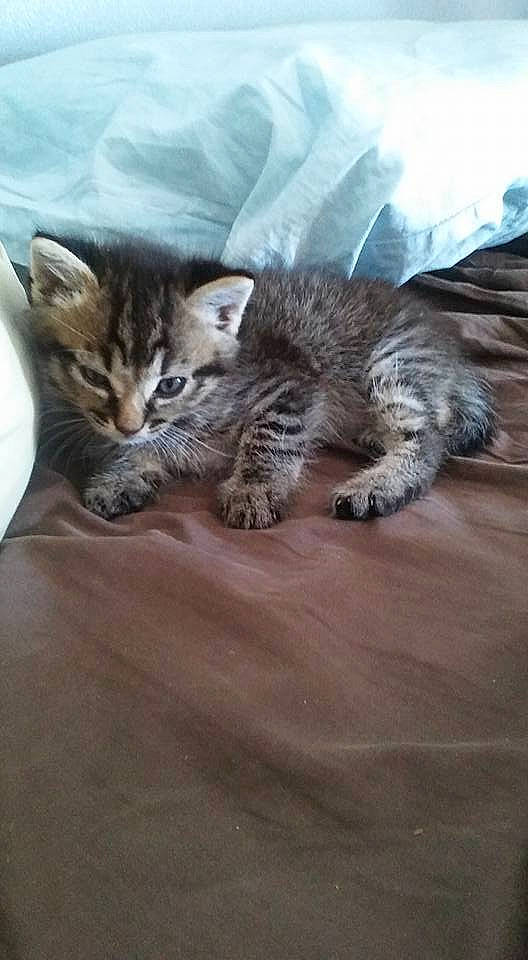 Cacahouète participe au concours pour gagner de l'argent avec cette photo : american_shorthair, asian, carnivore, cat, domestic_short_haired_cat, dragon_li, egyptian_mau, european_shorthair, felidae, kitten, maine_coon, mammal, norwegian_forest_cat, pixie_bob, siberian, small_to_medium_sized_cats, tabby_cat, vertebrate, whiskers, wild_cat