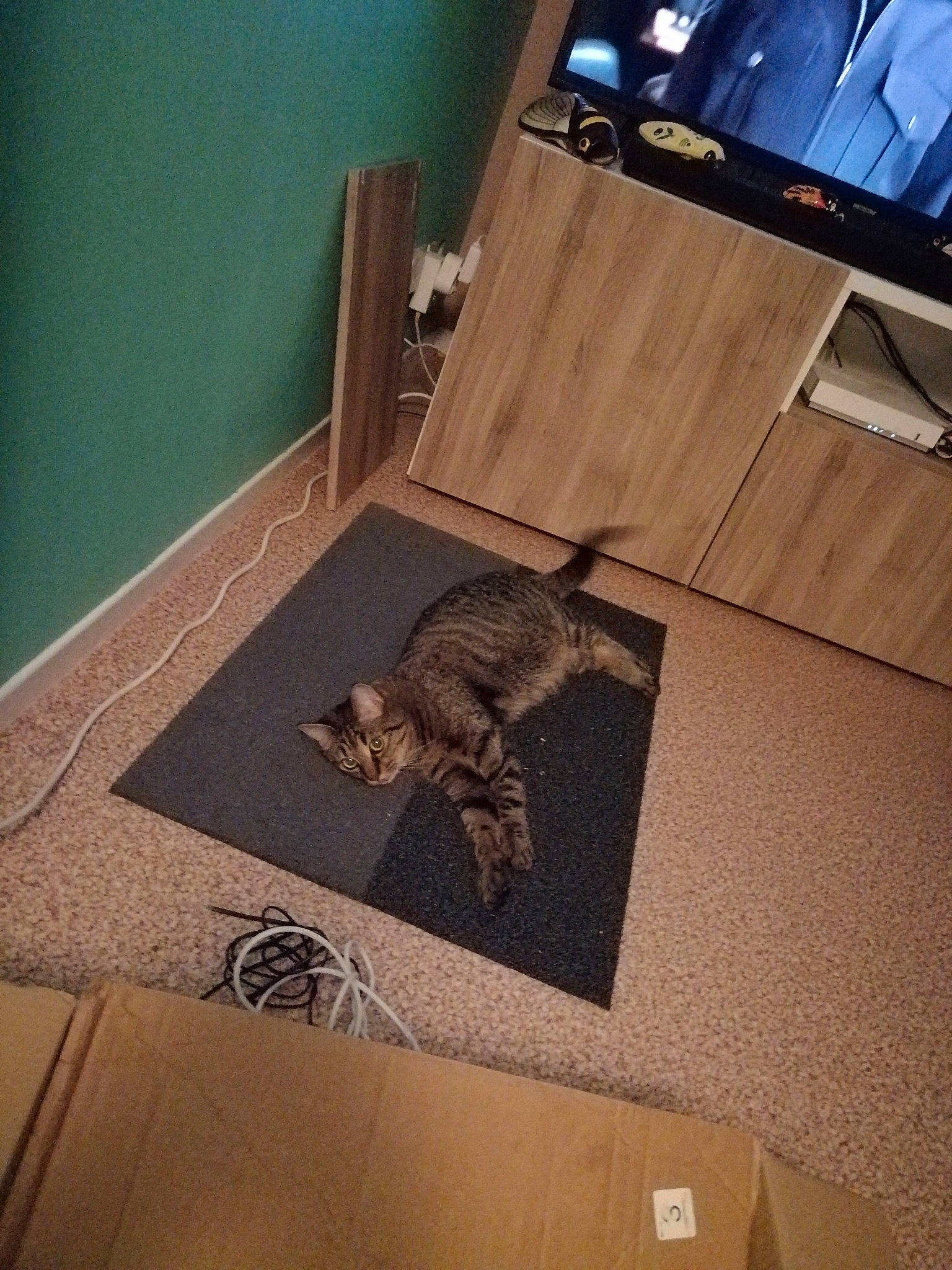 Cacahouète participe au concours pour gagner de l'argent avec cette photo : architecture, beige, cat, floor, flooring, hardwood, interior_design, laminate_flooring, plywood, room, tile, wood