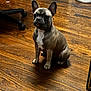 Ruby is registered to the contest to win money with this photo: dog, french_bulldog, pet, indoor, hardwood_floor, sitting, upright_ears, paws, muzzle, brown_wood, portrait, animal, domestic_pet, floorboards, office_chair, shoes, lamp, doorway, calm, short_hair