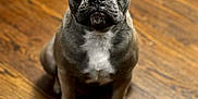 Ruby is registered to the contest to win money with this photo: dog, french_bulldog, pet, canine, indoor, hardwood_floor, portrait, sitting, cute, large_ears, wrinkled_face, short_muzzle, grey_fur, white_chest_marking, looking_up, attention, companion, domestic_animal, studio_style, shallow_depth_of_field