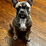 dog, french_bulldog, pet, canine, indoor, hardwood_floor, portrait, sitting, cute, large_ears, wrinkled_face, short_muzzle, grey_fur, white_chest_marking, looking_up, attention, companion, domestic_animal, studio_style, shallow_depth_of_field