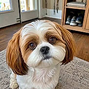 Oliver is registered to the contest to win money with this photo: dog, small_dog, close_up, indoor, carpet, wooden_floor, shoes, shelf, pet, cute, fluffy, brown_and_white, ears, eyes, face, animal, companion, domestic, household, portrait