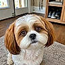 dog, small_dog, close_up, indoor, carpet, wooden_floor, shoes, shelf, pet, cute, fluffy, brown_and_white, ears, eyes, face, animal, companion, domestic, household, portrait
