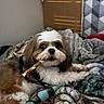 Oliver is registered to the contest to win money with this photo: dog, pet, blanket, indoor, cozy, fur, chewing, small_dog, canine, resting, comfort, toy, brown, white, curious, cute, furniture, relaxing, companion, animal
