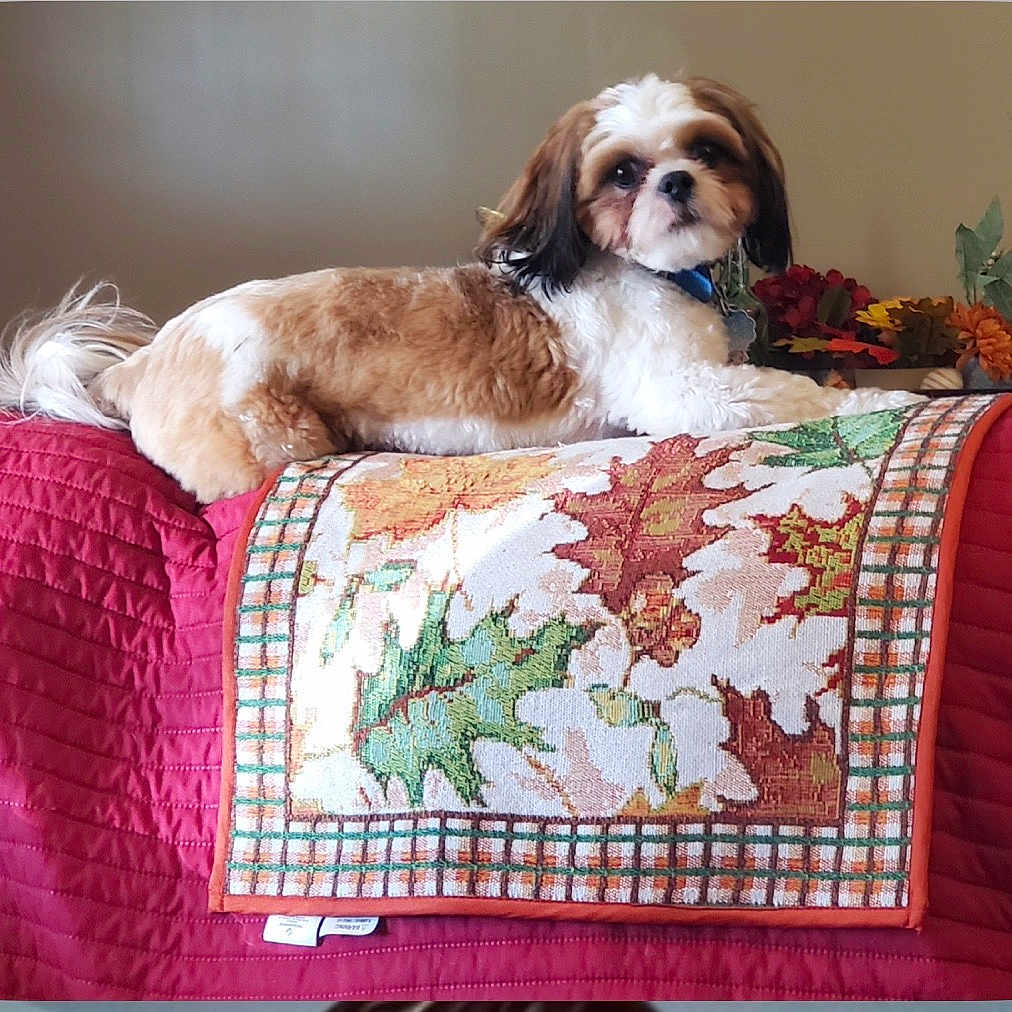 Oliver joined the competition — help win amazing prizes! dog, brown_and_white, quilted_blanket, decorative_cloth, autumn_leaves, floral_arrangement, indoor, cozy, pet, cute, relaxed, lying_down, home_decor, fall_theme, red_blanket, small_dog, fur, collar, domestic_animal, resting