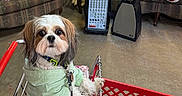 Oliver is registered to the contest to win money with this photo: dog, shopping_cart, hoodie, plush_toys, teddy_bear, cushion, indoors, sofa, pet, cute, shopping, floor, stuffed_animal, toy, animal, brown, white, furniture, pet_accessory, cozy