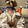 dog, pet, bandana, bed, blanket, indoor, curious, fur, small_dog, white_fur, brown_fur, head_tilt, cozy, domestic, home, furniture, pillow, tablet, orange_blanket, resting