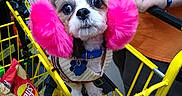 Oliver is registered to the contest to win money with this photo: chips, cute, dog, earmuffs, floor, grocery_shopping, hand, indoor, lay's, leash, orange_shirt, person, pet_accessory, pink, retail, shopping_cart, small_dog, store, sweater, yellow