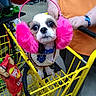 Oliver is registered to the contest to win money with this photo: dog, shopping_cart, earmuffs, pink, yellow, person, orange_shirt, chips, lay's, pet_accessory, sweater, store, floor, hand, leash, small_dog, cute, indoor, grocery_shopping, retail