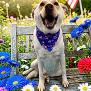 Beau is registered to the contest to win money with this photo: dog, pet, sitting, smiling, open_mouth, portrait, garden, flowers, bench, outdoors, sunlight, american_flag, patriotic, bandana, blue_flowers, white_flowers, red_flowers, nature, happy, close_up