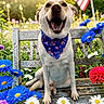 dog, pet, sitting, smiling, open_mouth, portrait, garden, flowers, bench, outdoors, sunlight, american_flag, patriotic, bandana, blue_flowers, white_flowers, red_flowers, nature, happy, close_up