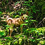 Tao a rejoint le concours — aidez-le/la à gagner de superbes lots ! dog, forest, greenery, moss, leaves, sunlight, nature, animal, outdoor, canine, collar, brown, plant, tree, wildlife, shade, woodland, bark, standing, curious