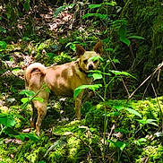Tao participe au concours pour gagner de l'argent avec cette photo : dog, forest, greenery, moss, leaves, sunlight, nature, animal, outdoor, canine, collar, brown, plant, tree, wildlife, shade, woodland, bark, standing, curious
