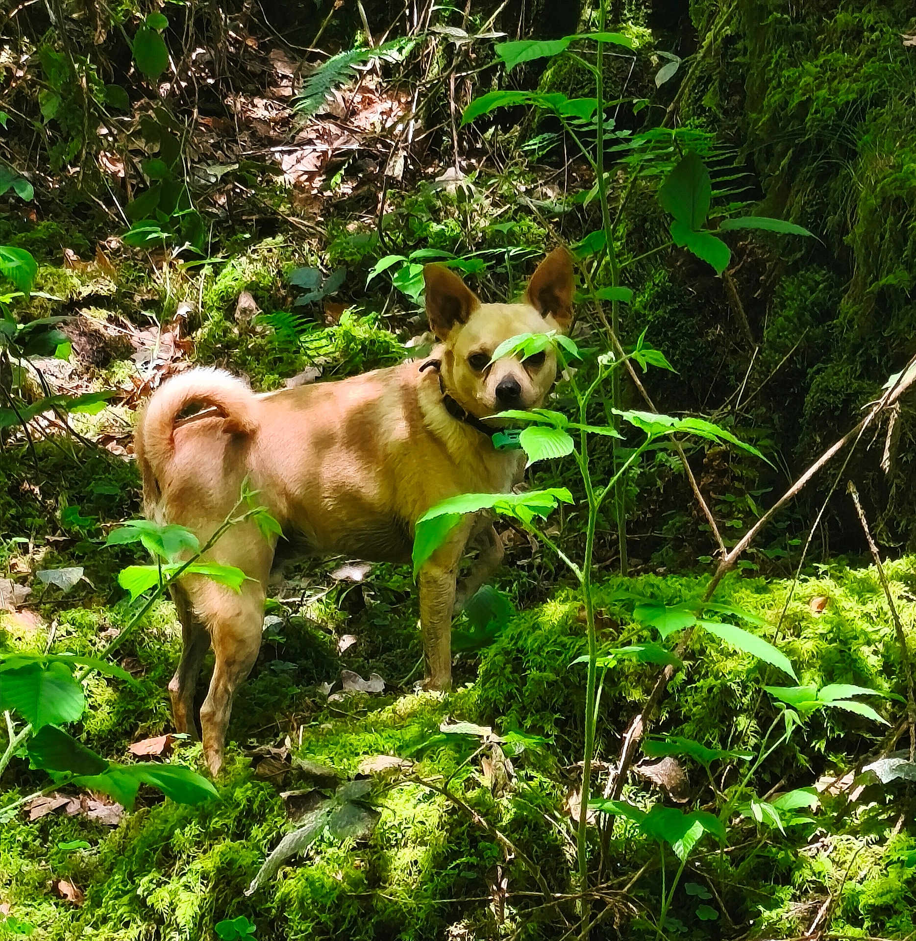 Tao participe au concours pour gagner de l'argent avec cette photo : dog, forest, greenery, moss, leaves, sunlight, nature, animal, outdoor, canine, collar, brown, plant, tree, wildlife, shade, woodland, bark, standing, curious
