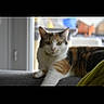 cat, calico_cat, indoor, couch, window, relaxed, animal, pet, feline, looking_at_camera, blurred_background, natural_light, fur, whiskers, paw, resting, portrait, home, domestic, gallery_interface