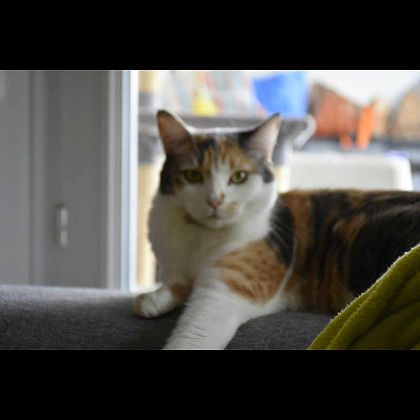Bella a rejoint le concours — aidez-le/la à gagner de superbes lots ! cat, calico_cat, indoor, couch, window, relaxed, animal, pet, feline, looking_at_camera, blurred_background, natural_light, fur, whiskers, paw, resting, portrait, home, domestic, gallery_interface