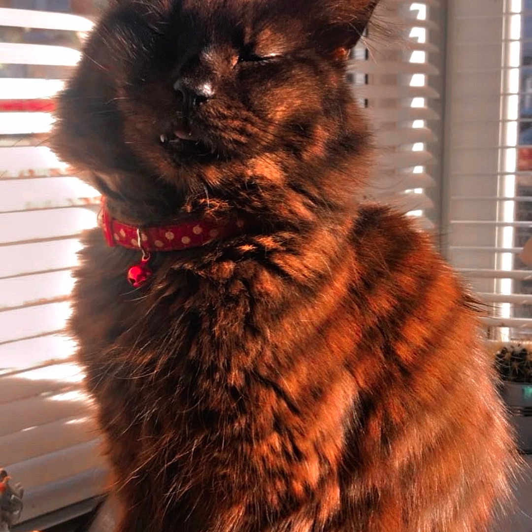 Pixie is registered to the contest to win money with this photo: accessories, angora, animal, cat, city, collar, curtain, hardwood, homedecor, indoors, kitten, manx, person, pet, plant, pottedplant, siamese, window, windowshade, wood