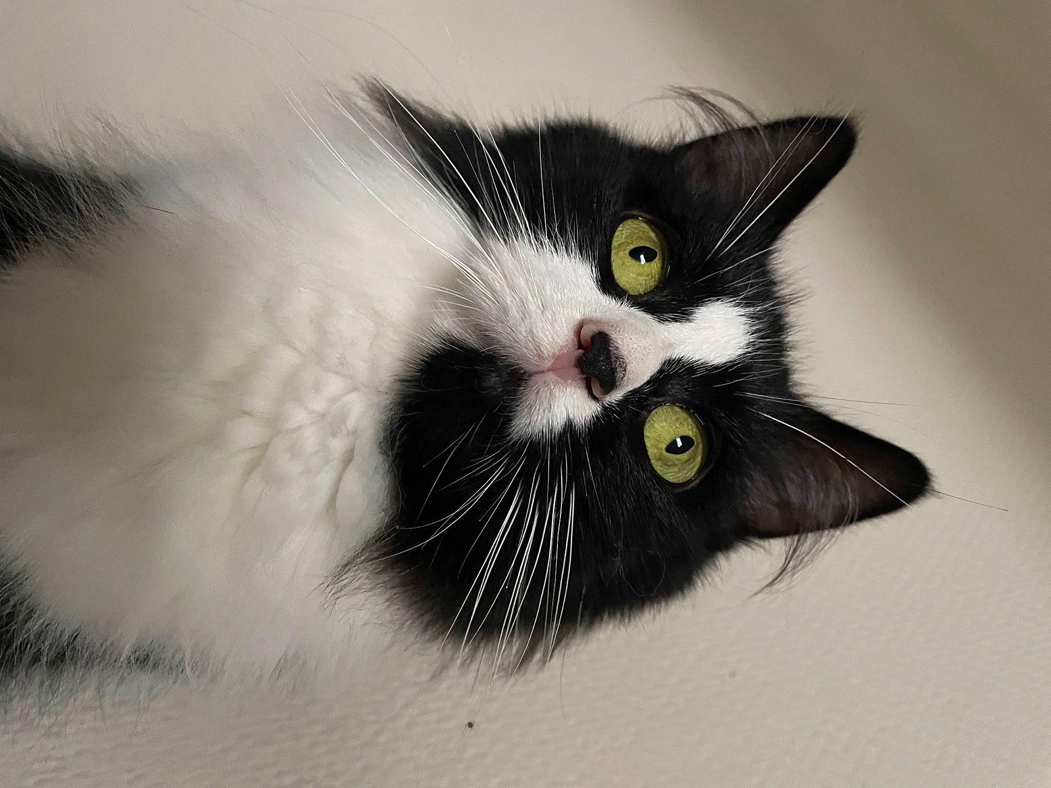 Chanel a rejoint le concours — aidez-le/la à gagner de superbes lots ! art, carnivore, cat, domestic_short_haired_cat, eye, felidae, fur, paw, small_to_medium_sized_cats, tail, whiskers