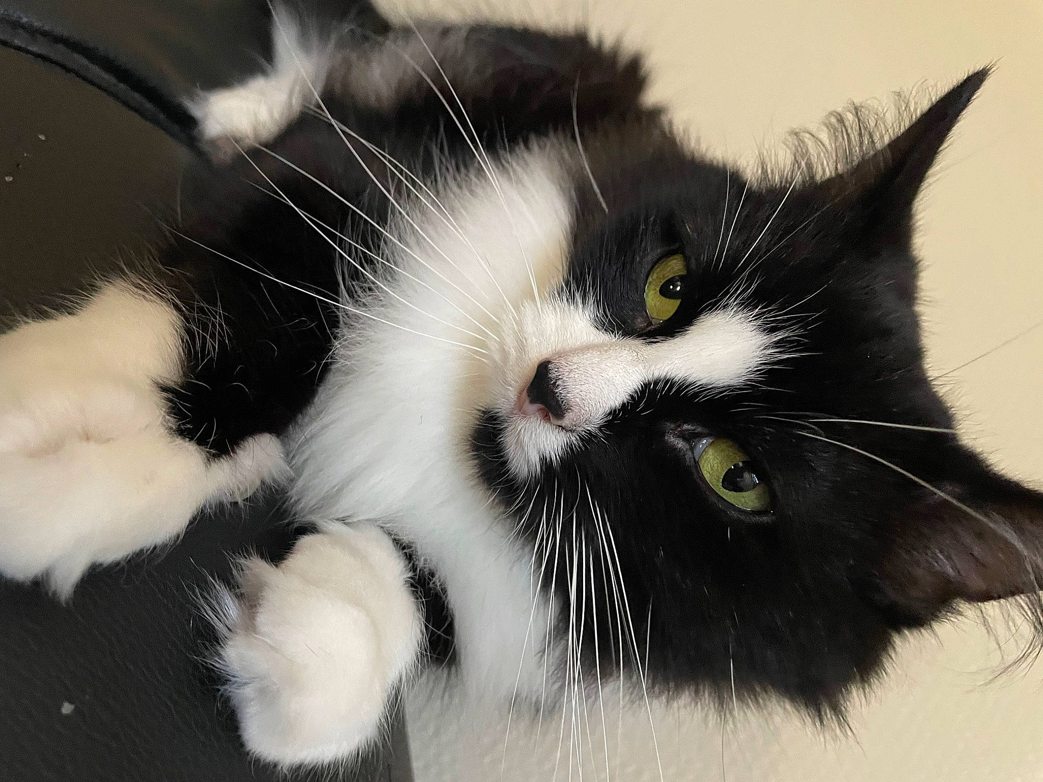 Chanel a rejoint le concours — aidez-le/la à gagner de superbes lots ! black_cat, carnivore, cat, claw, close_up, domestic_short_haired_cat, eye, felidae, foot, fur, hair, head, monochrome_photography, paw, small_to_medium_sized_cats, snout, tail, terrestrial_animal, whiskers, window