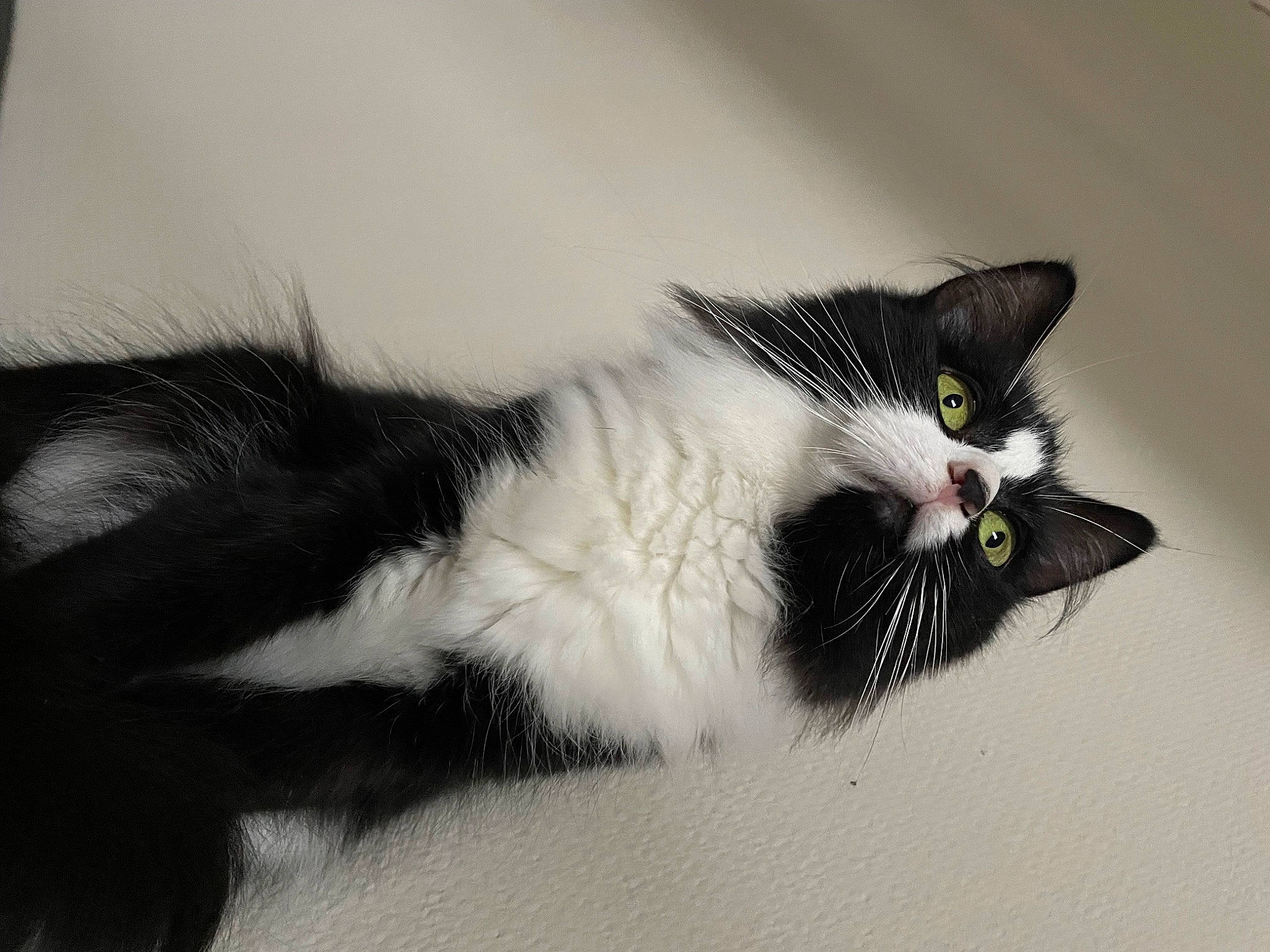 Chanel a rejoint le concours — aidez-le/la à gagner de superbes lots ! carnivore, cat, domestic_short_haired_cat, felidae, fur, monochrome_photography, paw, small_to_medium_sized_cats, snout, tail, whiskers, window