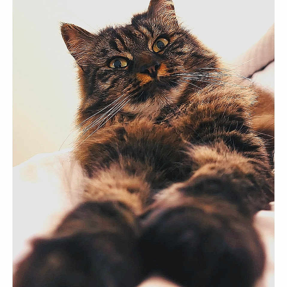 Ruby a rejoint le concours — aidez-le/la à gagner de superbes lots ! animal, bed, cat, closeup, curious, cute, eyes, feline, fluffy, fur, indoor, mammal, paws, pet, portrait, relaxed, soft, stretching, tabby, whiskers