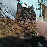 Ruby participe au concours pour gagner de l'argent avec cette photo : cat, tabby, fluffy, close_up, indoor, person, arm, wall, photos, string, dartboard, plant, wooden_furniture, relaxation, feline, whiskers, fur, nose, eye, home