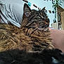 cat, tabby, fluffy, close_up, indoor, person, arm, wall, photos, string, dartboard, plant, wooden_furniture, relaxation, feline, whiskers, fur, nose, eye, home