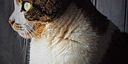 Bisou a rejoint le concours — aidez-le/la à gagner de superbes lots ! animal, background, calm, cat, close_up, curious, domestic_cat, feline, fluffy_fur, focused, green_eyes, indoor, mammal, pet, portrait, quiet, side_profile, soft_light, texture, whiskers