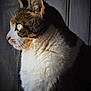 Bisou a rejoint le concours — aidez-le/la à gagner de superbes lots ! cat, side_profile, fluffy_fur, whiskers, green_eyes, domestic_cat, portrait, close_up, animal, feline, indoor, soft_light, texture, curious, pet, mammal, quiet, background, focused, calm