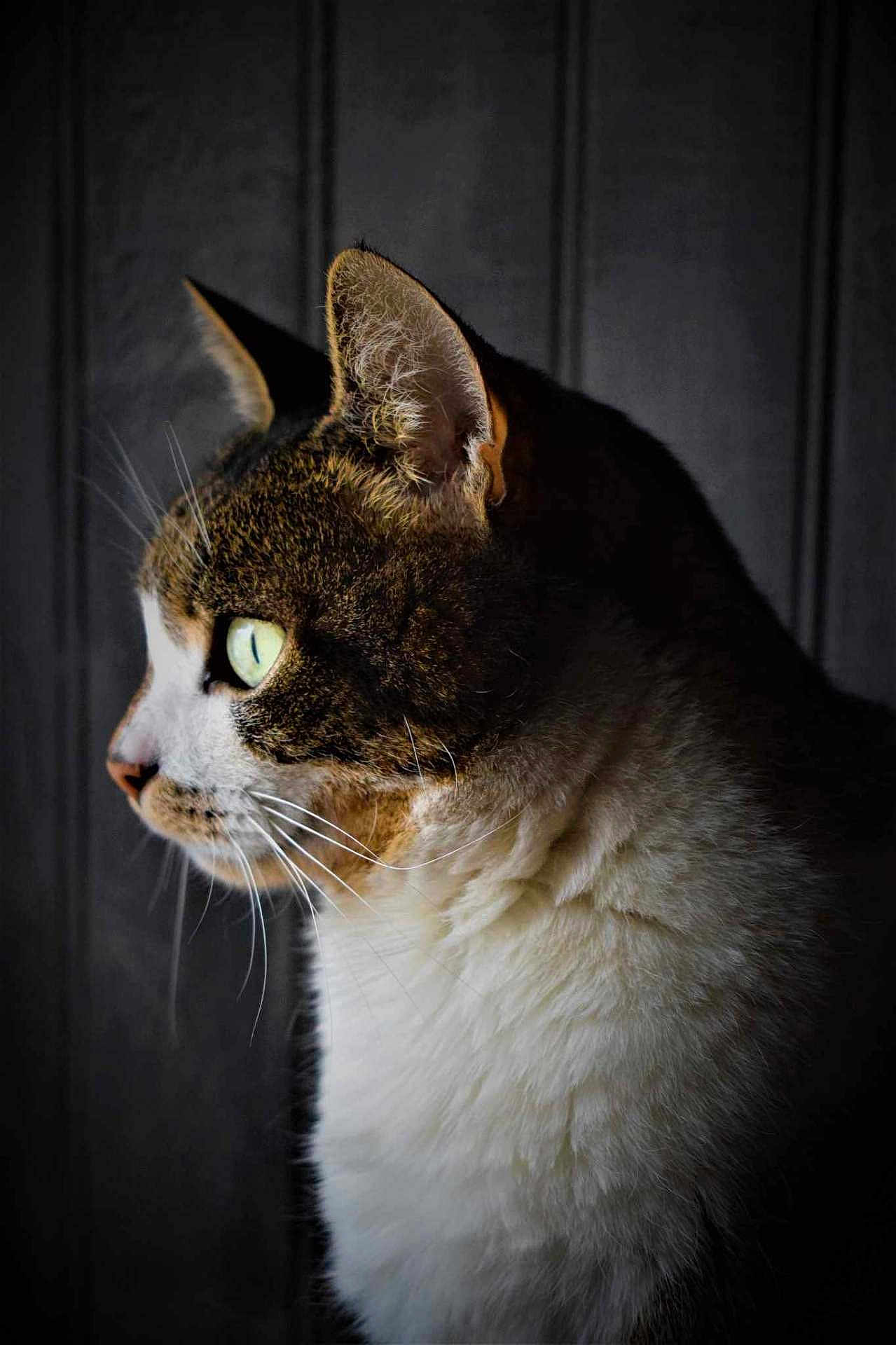 Bisou