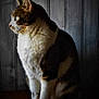 Bisou participe au concours pour gagner de l'argent avec cette photo : cat, feline, pet, animal, fur, whiskers, ears, sitting, wood, wooden_surface, indoor, side_view, portrait, tabby, striped_tail, quiet, calm, domestic_animal, soft_light, background