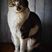 Bisou a rejoint le concours — aidez-le/la à gagner de superbes lots ! cat, tabby, pet, animal, feline, sitting, indoor, wooden_surface, fur, whiskers, portrait, looking, ears, tail, striped, domestic_cat, mammal, one_animal, close_up, quiet