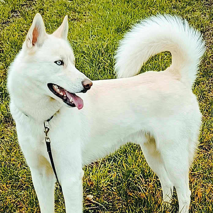Uryù a rejoint le concours — aidez-le/la à gagner de superbes lots ! dog, white_dog, grass, outdoor, standing, portrait, curled_tail, pointed_ears, open_mouth, tongue, collar, leash, canine, pet, animal, sunlight, nature, lawn, fluffy_fur, alert