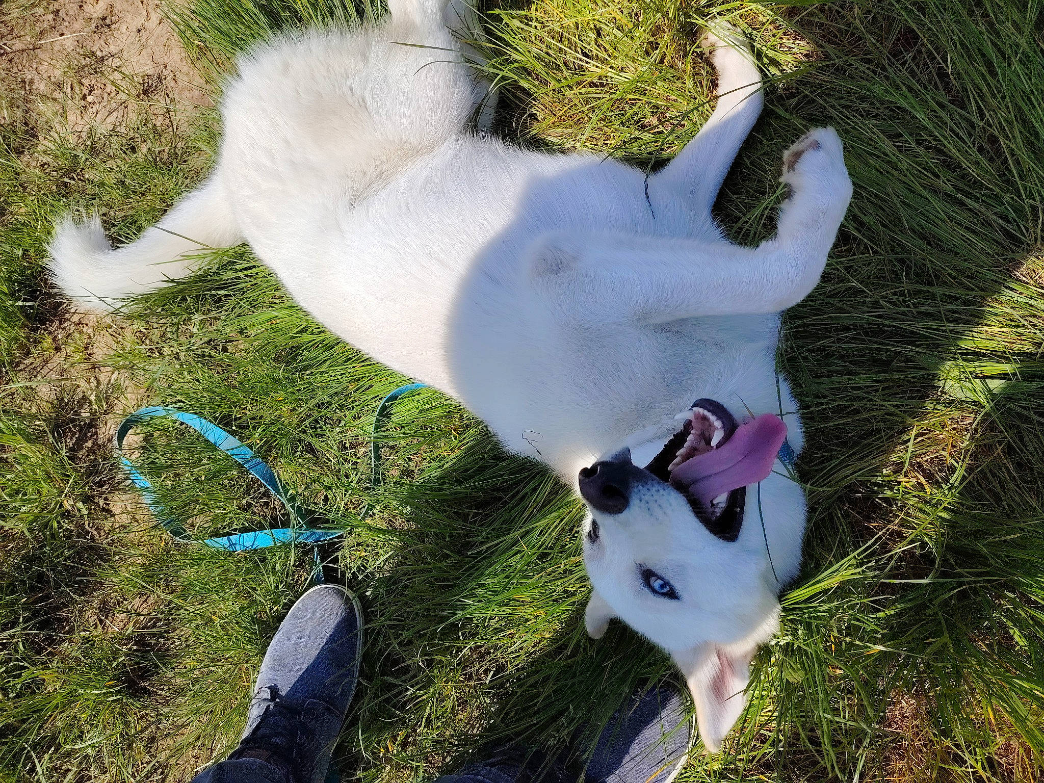 Uryou participe au concours pour gagner de l'argent avec cette photo : canidae, carnivore, collar, companion_dog, dog, dog_breed, dog_collar, dog_supply, fawn, foot, grass, leash, non_sporting_group, paw, plant, shadow, sporting_group, tail, terrestrial_animal, working_animal