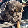 dog, canine, puppy, french_bulldog, brown_coat, short_hair, floppy_ears, wrinkled_face, expressive_eyes, paw, car, car_window, vehicle, outdoor, sunlight, close_up, portrait, animal, funny, grumpy