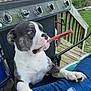 puppy, dog, chew_stick, outdoor, deck, grill, wooden_deck, paw, jeans, ripped_jeans, curious, pet, animal, furniture, metal, greenery, yard, summer, closeup, canine