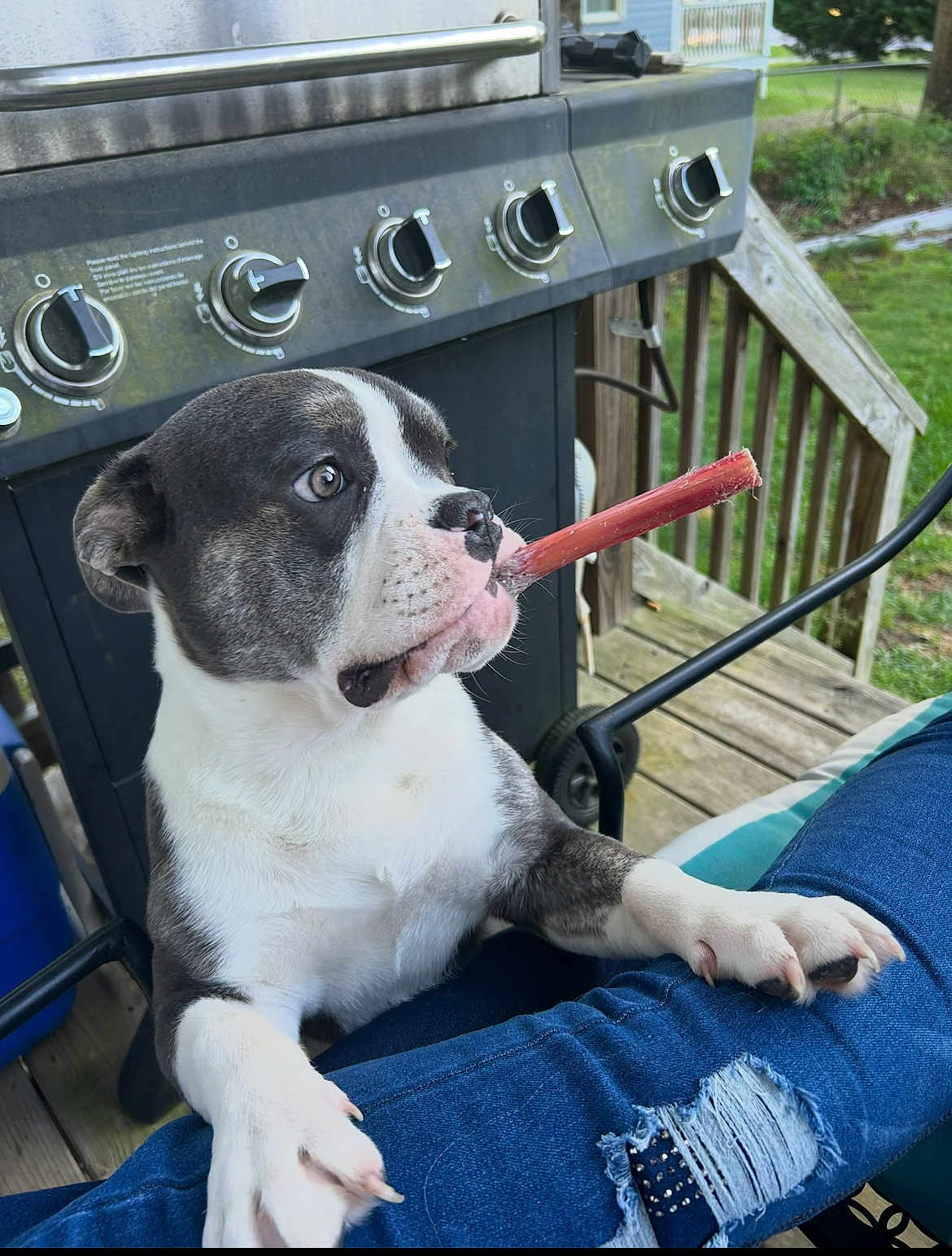 Babyboy is registered to the contest to win money with this photo: puppy, dog, chew_stick, outdoor, deck, grill, wooden_deck, paw, jeans, ripped_jeans, curious, pet, animal, furniture, metal, greenery, yard, summer, closeup, canine