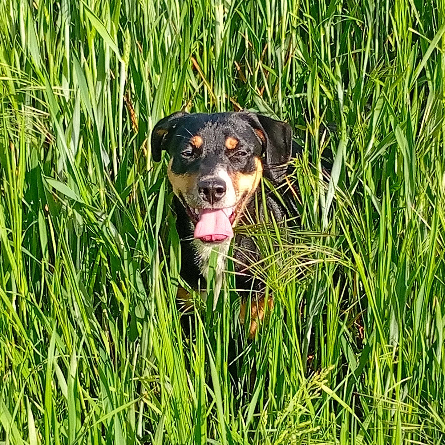 Maguy a rejoint le concours — aidez-le/la à gagner de superbes lots ! animal, canine, closeup, daylight, dog, ears, field, fur, grass, green, happy, nature, outdoor, pet, playful, snout, summer, sunlight, tongue, tongue_out