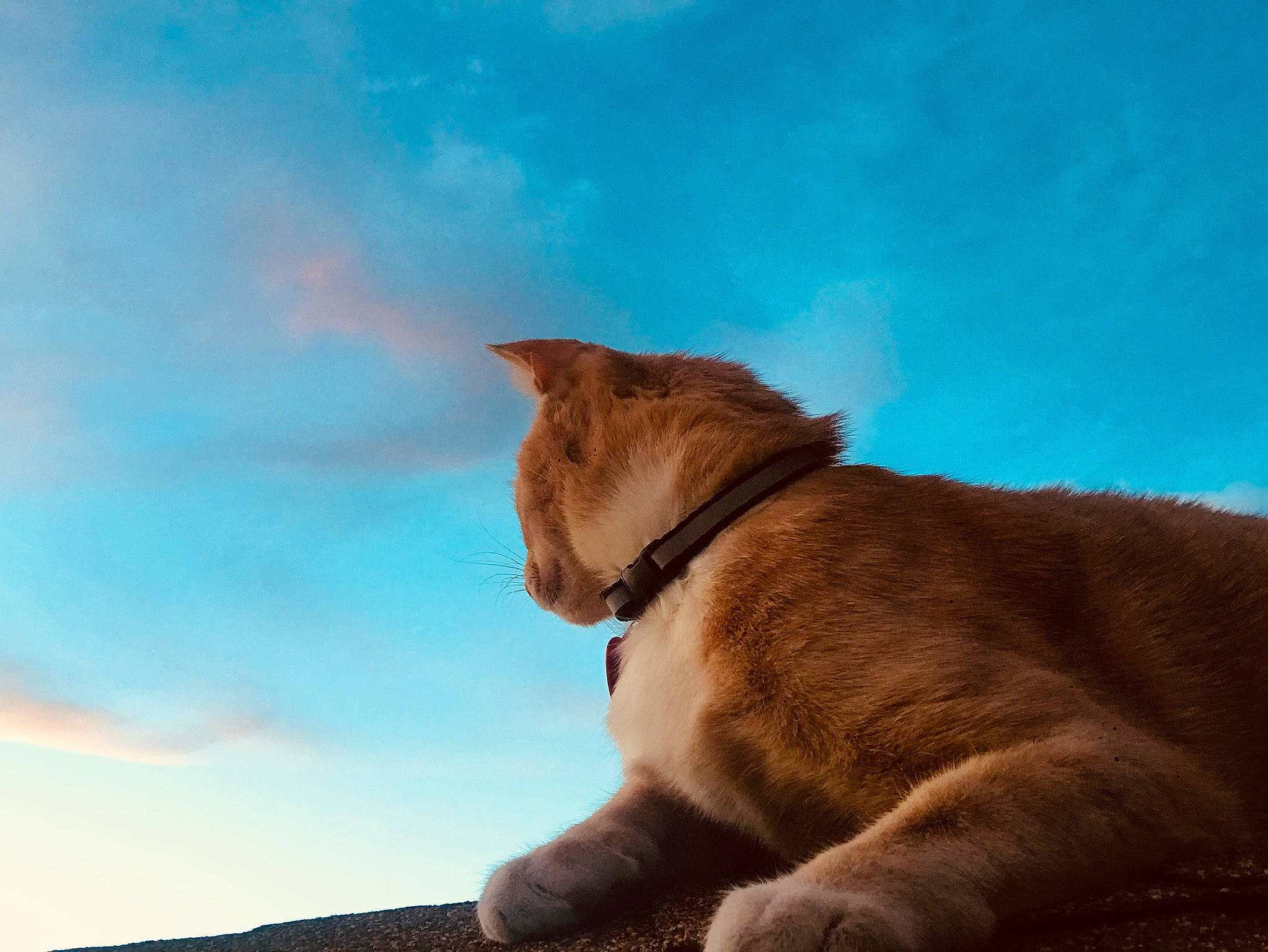 Simba is registered to the contest to win money with this photo: canidae, carnivore, cat, cloud, collar, cumulus, dog_breed, fawn, felidae, fur, meteorological_phenomenon, sky, small_to_medium_sized_cats, snout, sporting_group, tail, tints_and_shades, whiskers, window, wood