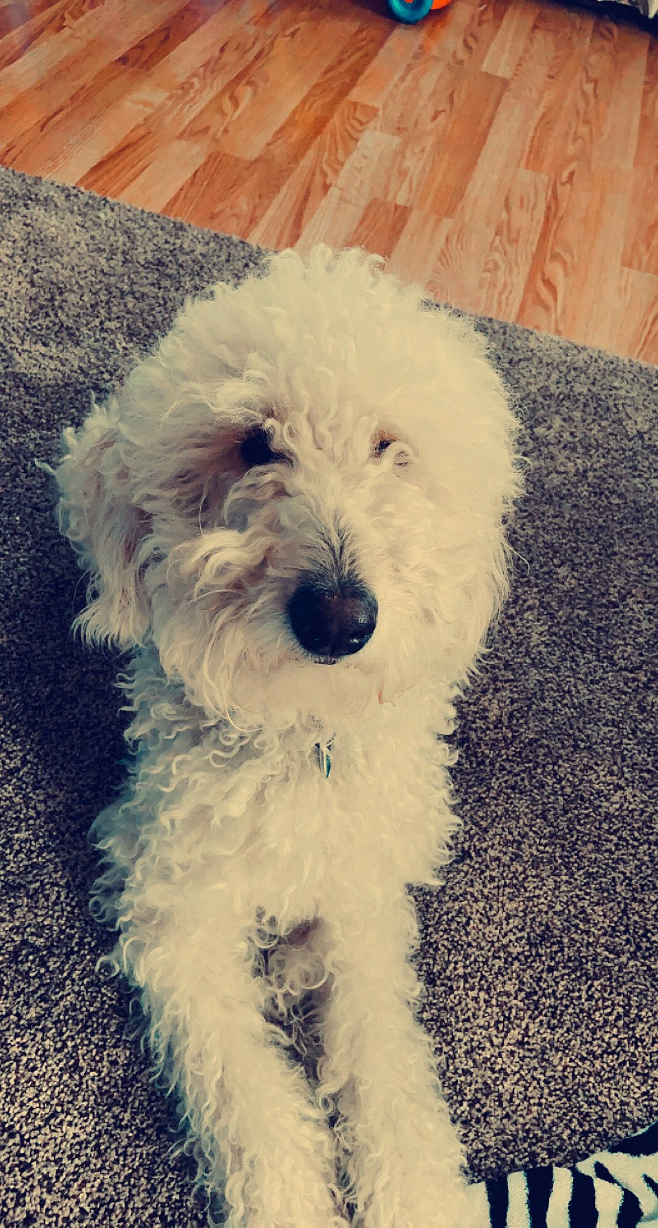 Molly joined the competition — help win amazing prizes! canidae, carnivore, cloud, companion_dog, dog, dog_breed, fur, giant_dog_breed, labradoodle, maltepoo, non_sporting_group, poodle, small_terrier, snout, sporting_group, terrier, toy_dog, water_dog, working_animal, yorkipoo