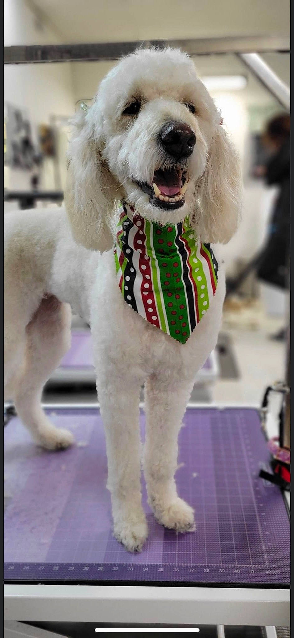 Molly is registered to the contest to win money with this photo: canidae, carnivore, collar, companion_dog, dog, dog_breed, dog_clothes, dog_collar, dog_supply, fashion_accessory, fur, leash, pet_supply, poodle, snout, sporting_group, terrier, toy_dog, water_dog, working_animal