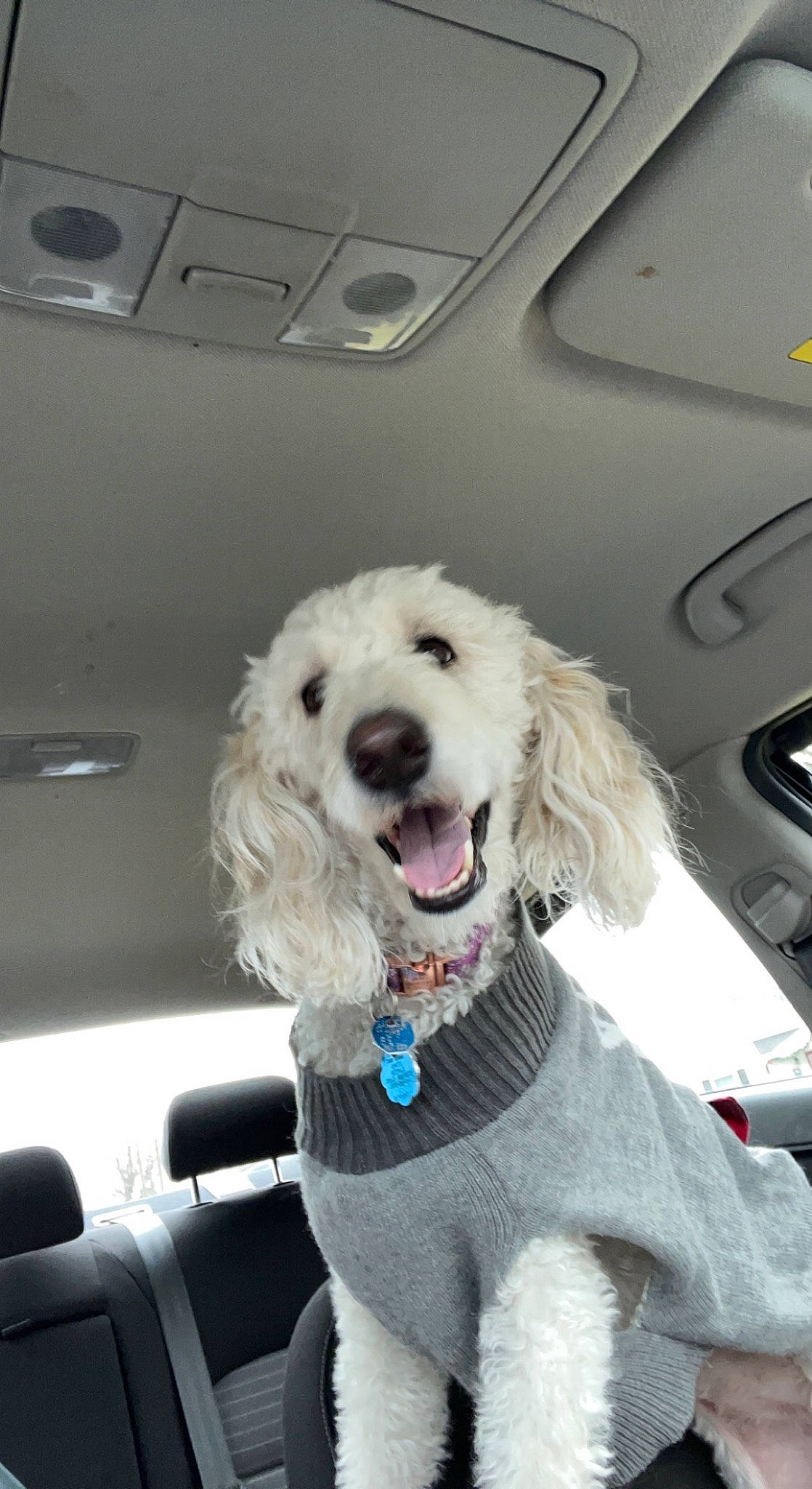 Molly is registered to the contest to win money with this photo: auto_part, canidae, car, car_seat, car_seat_cover, carnivore, companion_dog, dog, dog_breed, dog_collar, dog_supply, fur, poodle, snout, sporting_group, toy_dog, vehicle, vehicle_door, water_dog, white