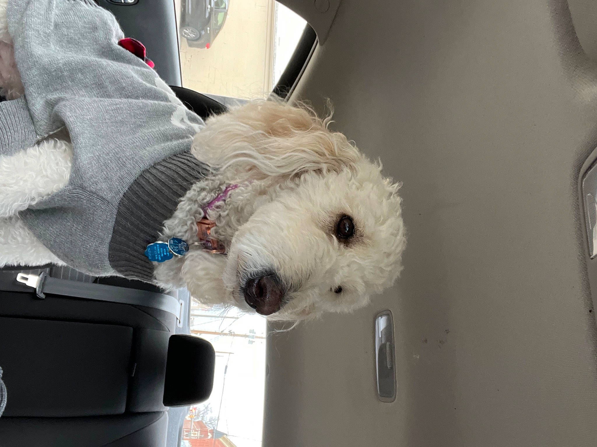 Molly joined the competition — help win amazing prizes! auto_part, automotive_exterior, bag, car, car_seat, carnivore, companion_dog, dog, dog_breed, family_car, fur, motor_vehicle, plush, snout, sporting_group, stuffed_toy, teddy_bear, toy, vehicle, vehicle_door