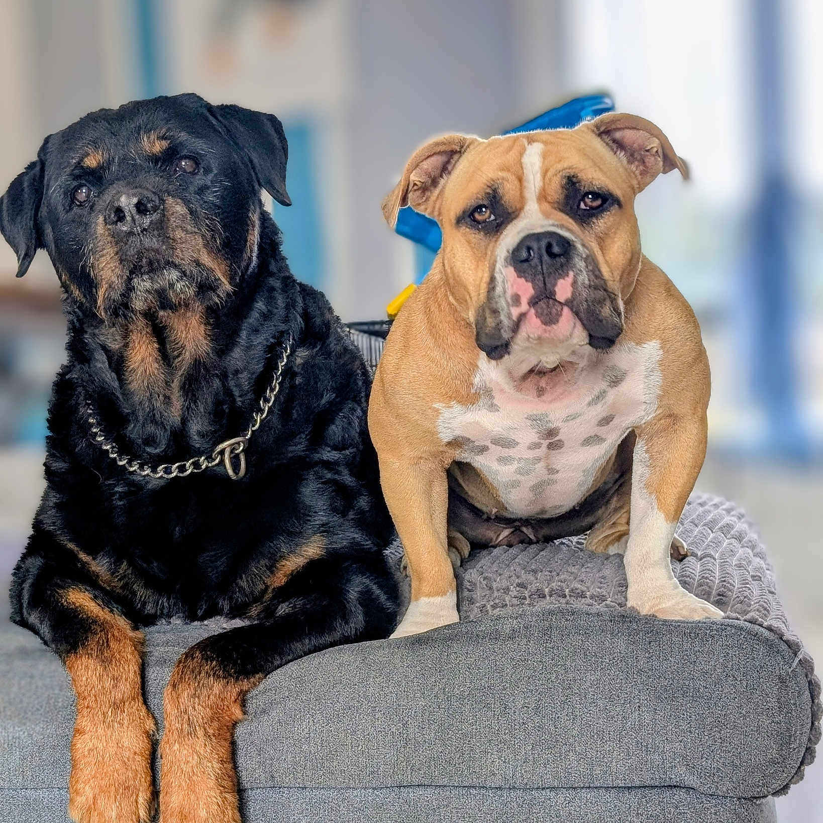 Tayson Et Vegas a rejoint le concours — aidez-le/la à gagner de superbes lots ! animal, bulldog, canine, chain_collar, companion, couch, dog, domestic, friendship, front_view, furniture, grey_couch, indoor, looking, mammal, pets, portrait, relaxing, rottweiler, two_dogs