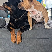 Tayson Et Vegas a rejoint le concours — aidez-le/la à gagner de superbes lots ! animal_portrait, black_dog, brown_dog, canine, chain_collar, companions, couch, cozy, dog, domestic, floor, furniture, home, indoor, living_room, looking, pets, relaxed, side_view, two_animals